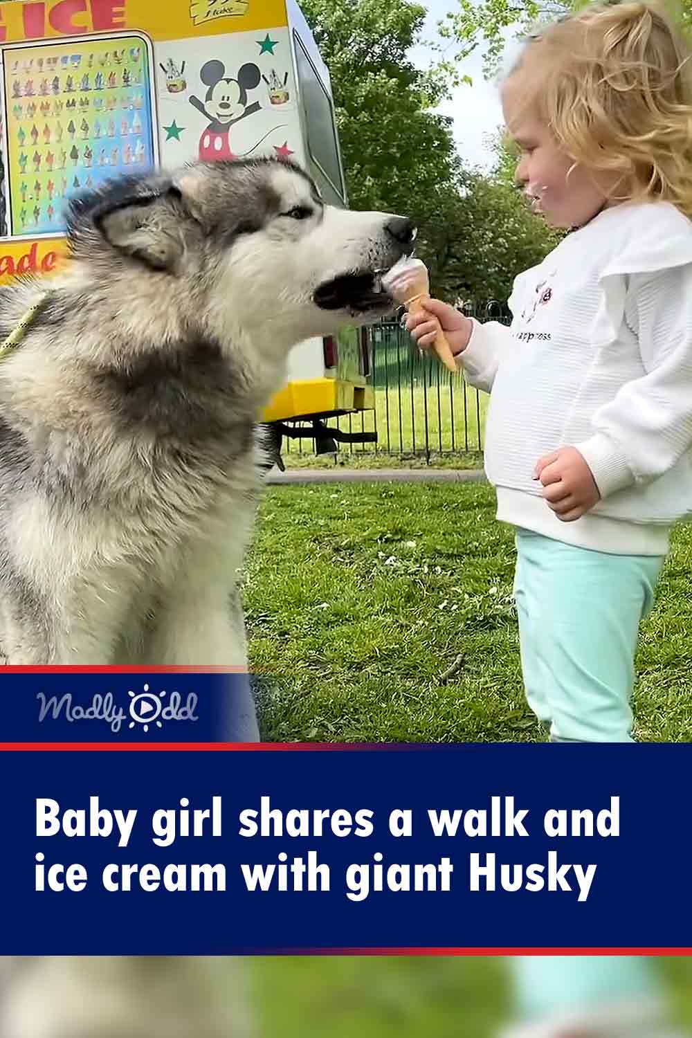 Baby girl shares a walk and ice cream with giant Husky