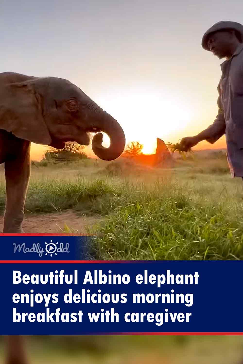 Beautiful Albino elephant enjoys delicious morning breakfast with caregiver