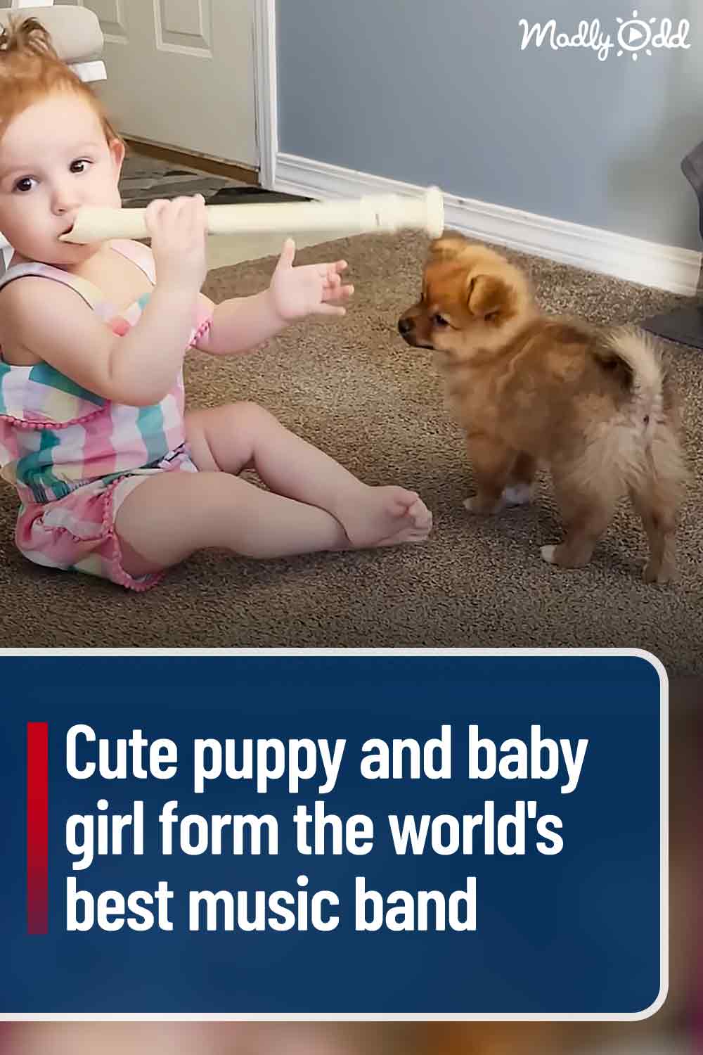 Cute puppy and baby girl form the world\'s best music band