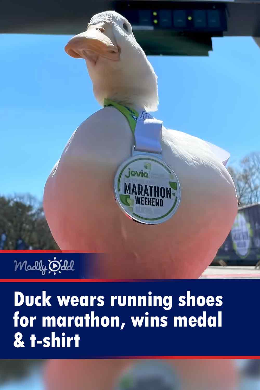 Duck wears running shoes for marathon, wins medal & t-shirt