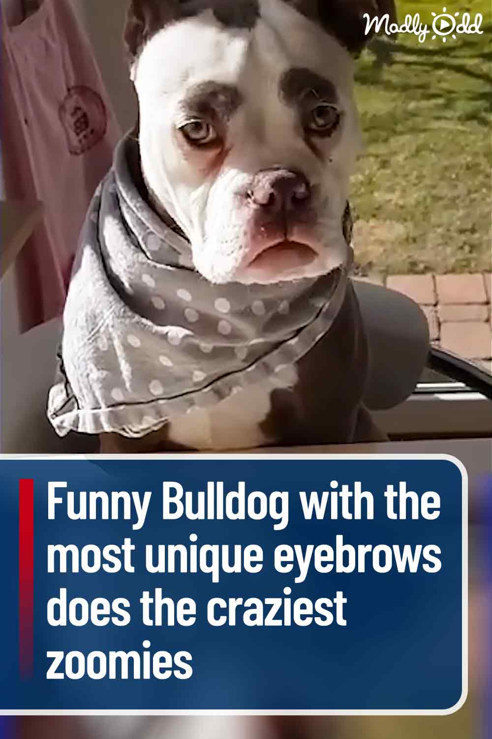 Funny Bulldog with the most unique eyebrows does the craziest zoomies