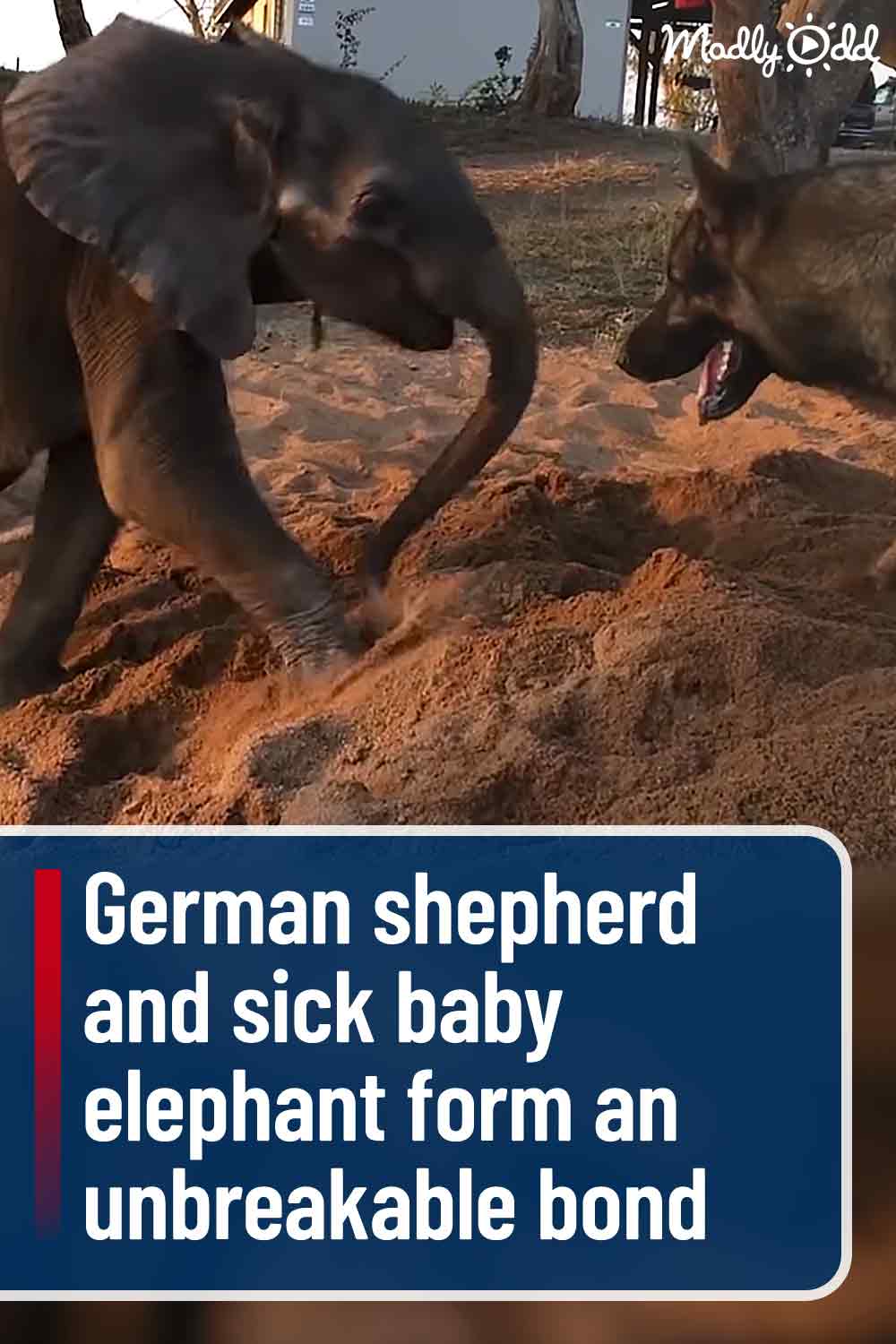 German shepherd and sick baby elephant form an unbreakable bond