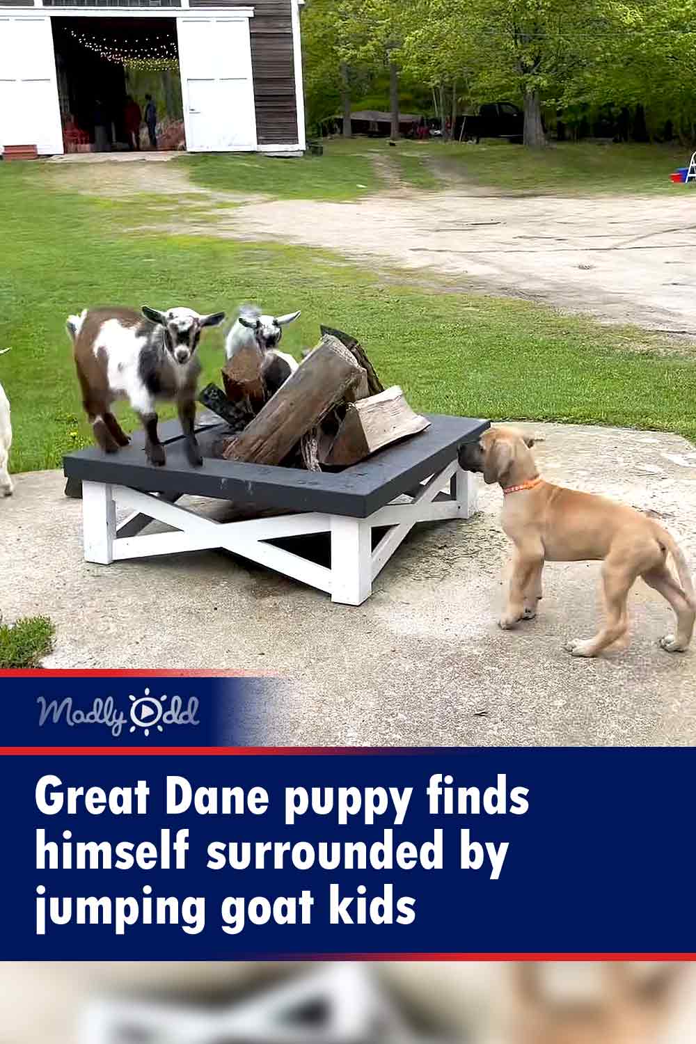 Great Dane puppy finds himself surrounded by jumping goat kids