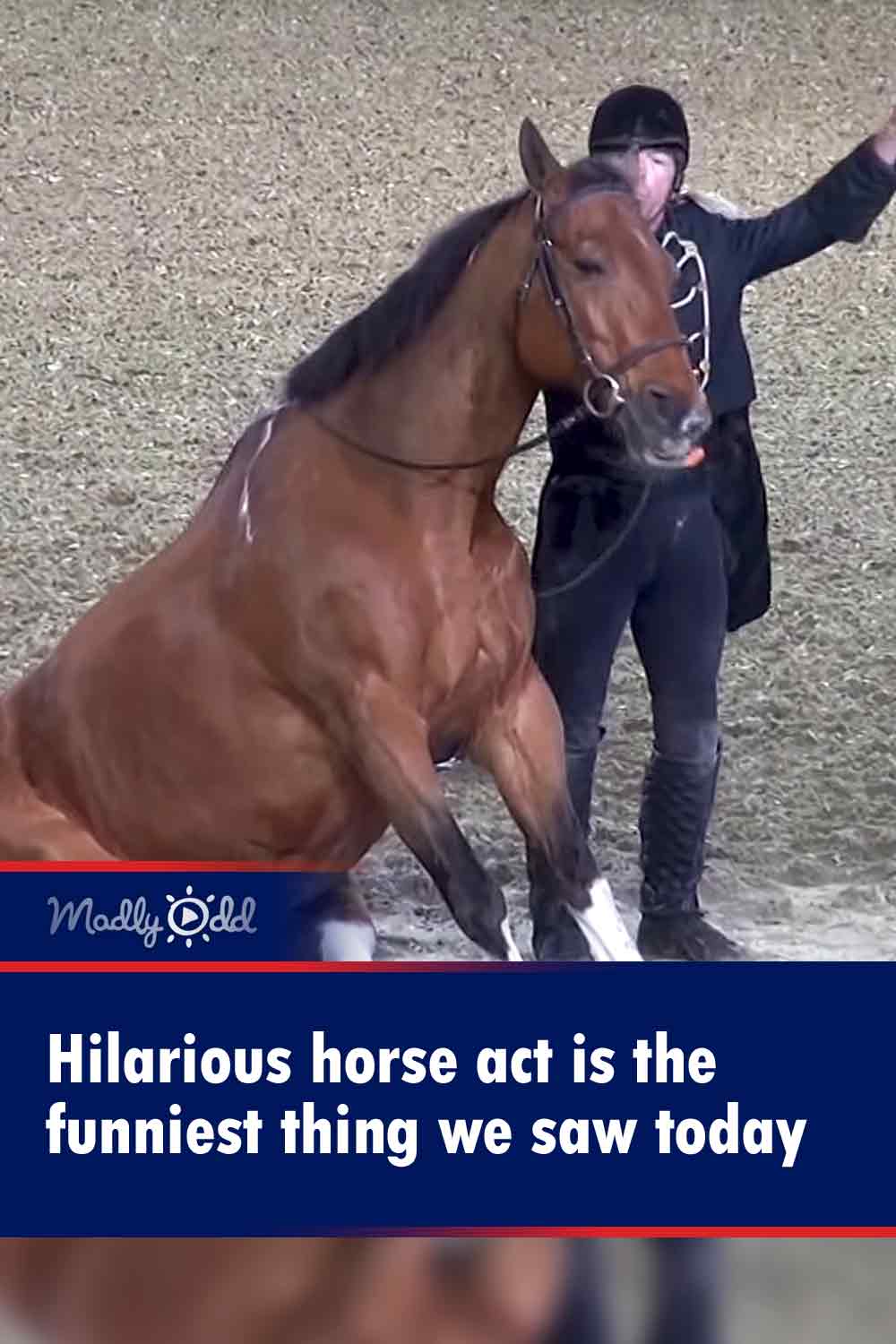 Hilarious horse act is the funniest thing we saw today