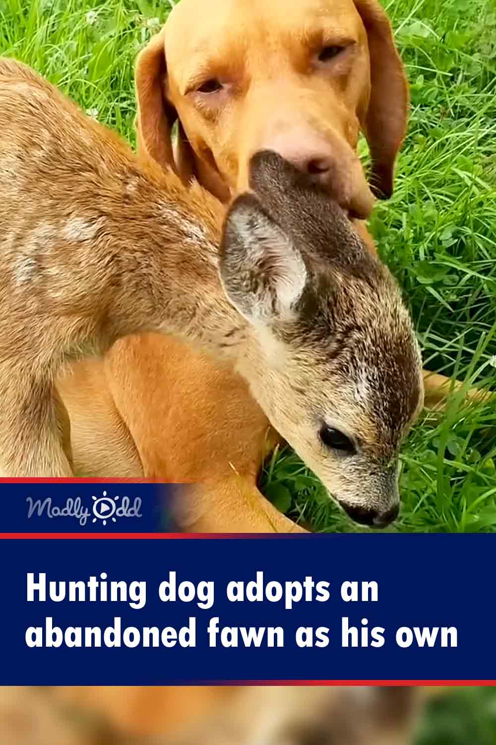 Hunting dog adopts an abandoned fawn as his own