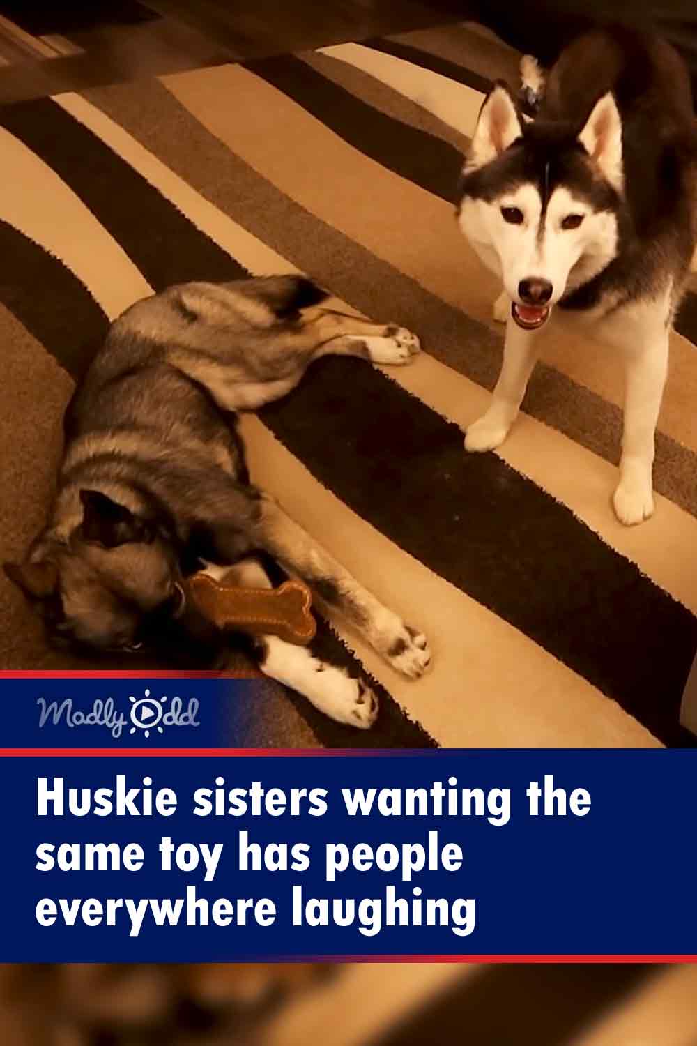 Huskie sisters wanting the same toy has people everywhere laughing