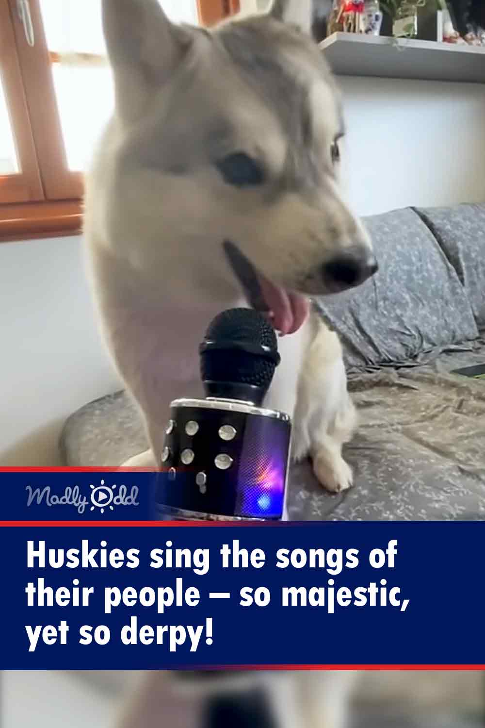Huskies sing the songs of their people – so majestic, yet so derpy!