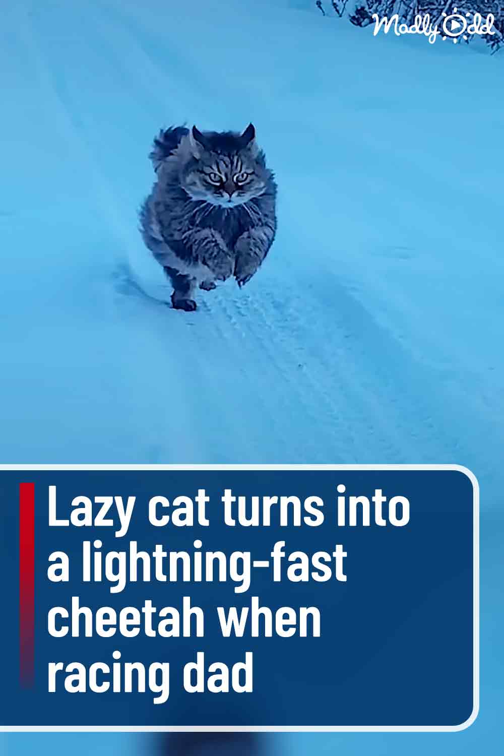 Lazy cat turns into a lightning-fast cheetah when racing dad