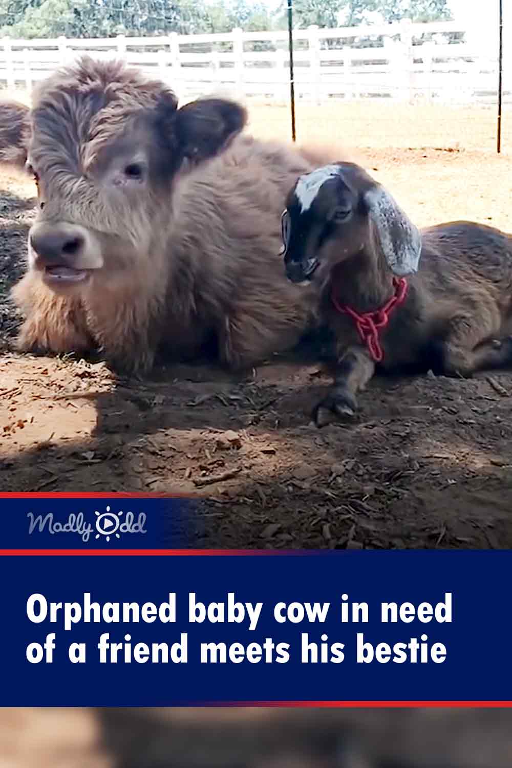 Orphaned baby cow in need of a friend meets his bestie