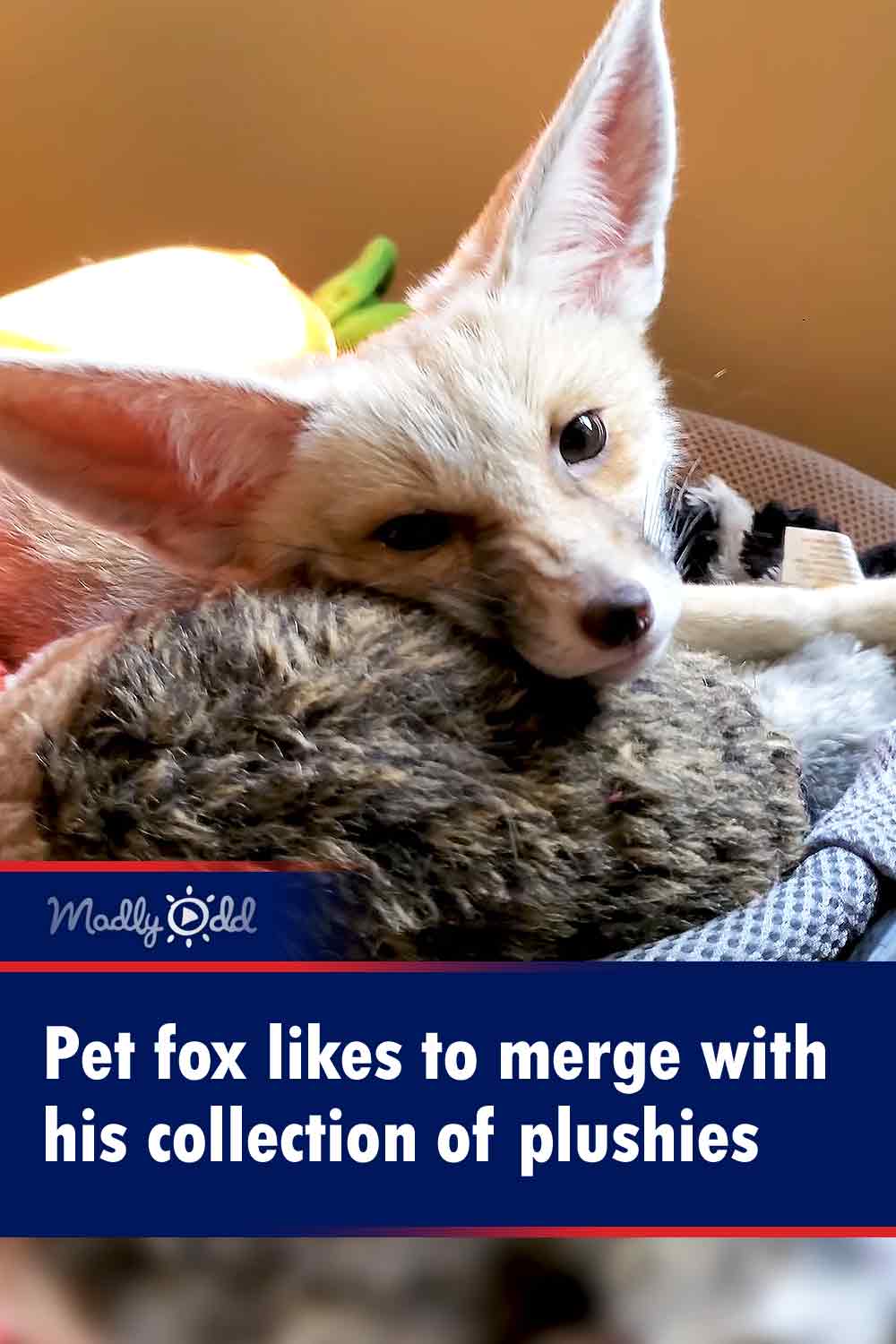 Pet fox likes to merge with his collection of plushies
