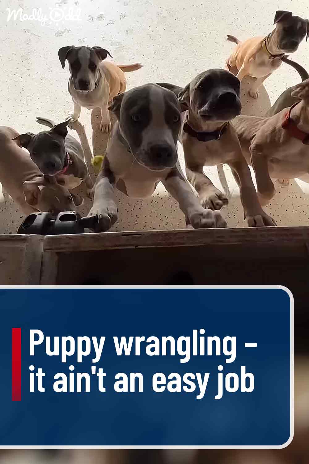 Puppy wrangling – it ain\'t an easy job