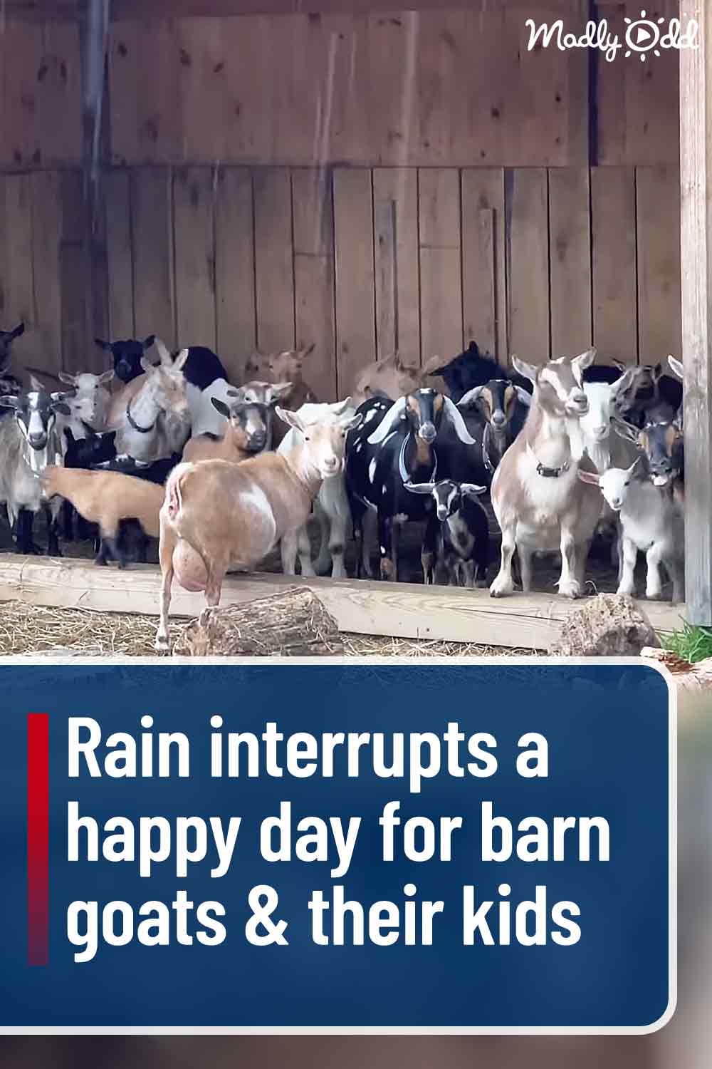 Rain interrupts a happy day for barn goats & their kids