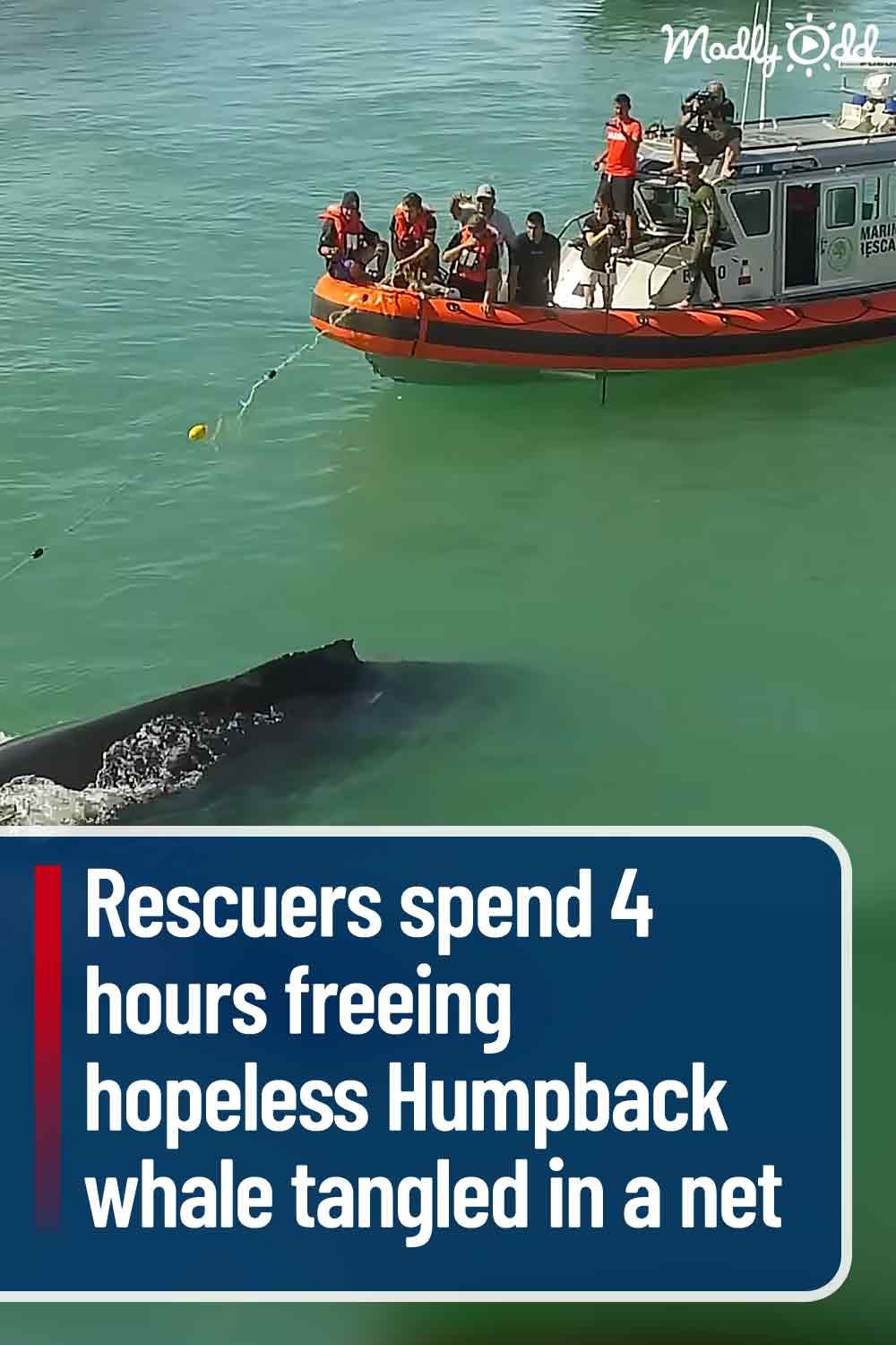 Rescuers spend 4 hours freeing hopeless Humpback whale tangled in a net