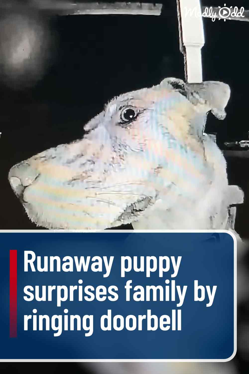 Runaway puppy surprises family by ringing doorbell