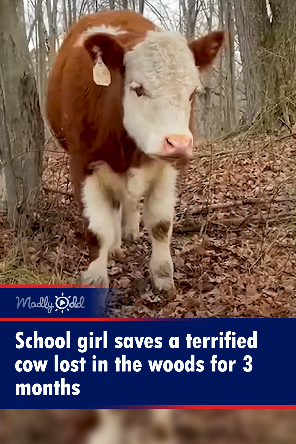 School girl saves a terrified cow lost in the woods for 3 months