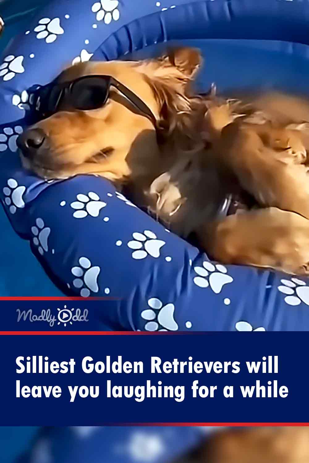 Silliest Golden Retrievers will leave you laughing for a while