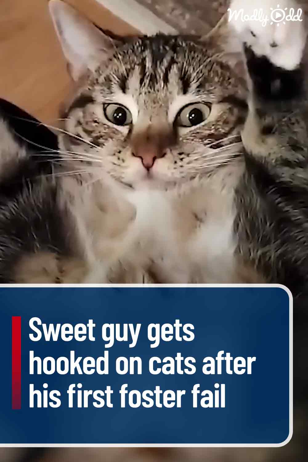 Sweet guy gets hooked on cats after his first foster fail