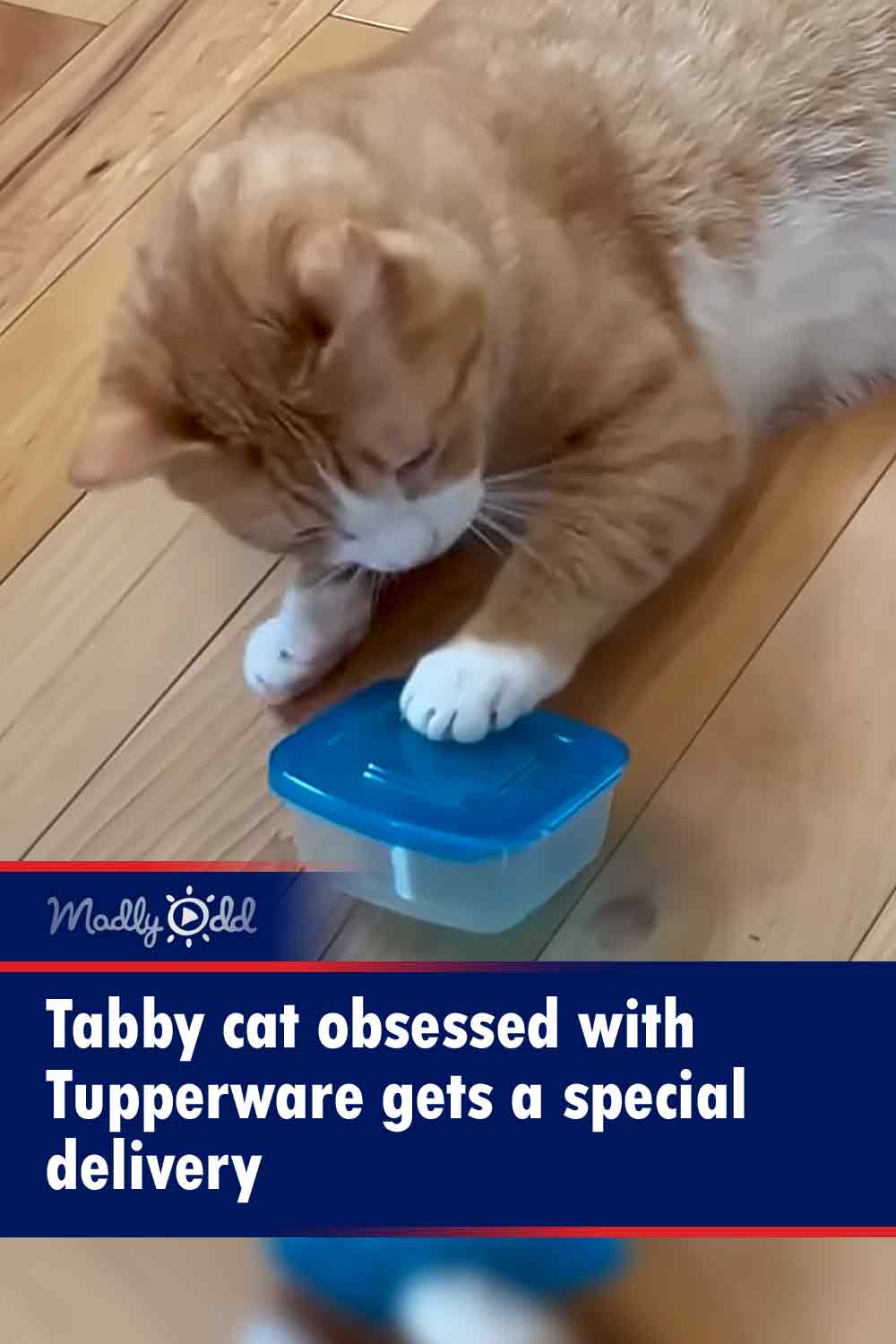 Tabby cat obsessed with Tupperware gets a special delivery