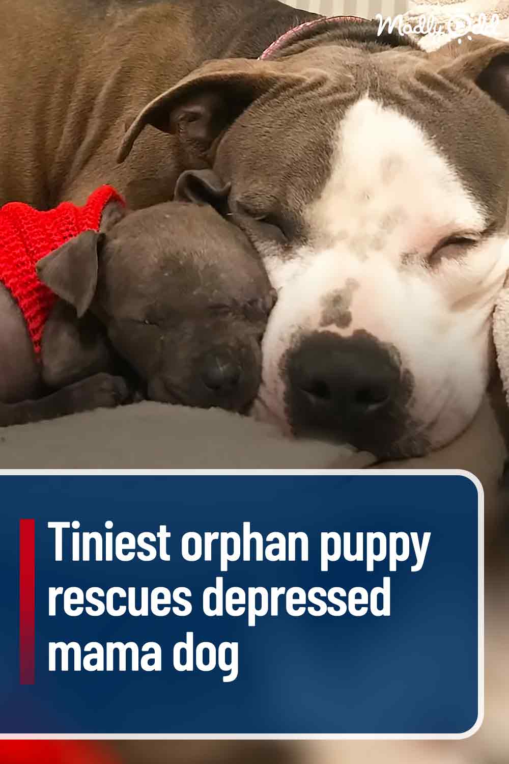 Tiniest orphan puppy rescues depressed mama dog