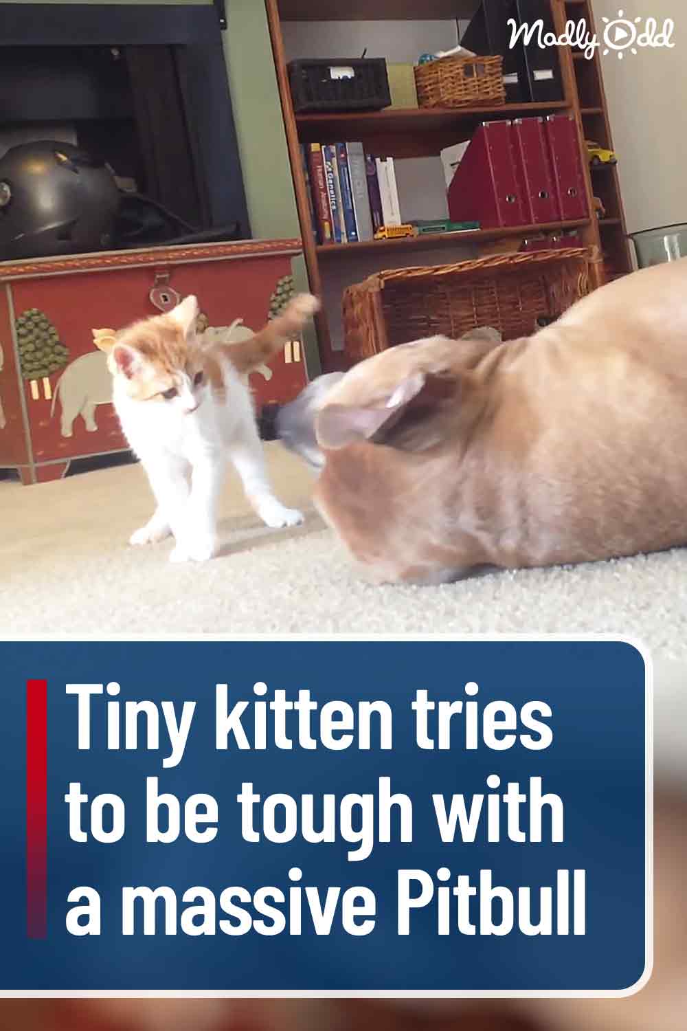 Tiny kitten tries to be tough with a massive Pitbull