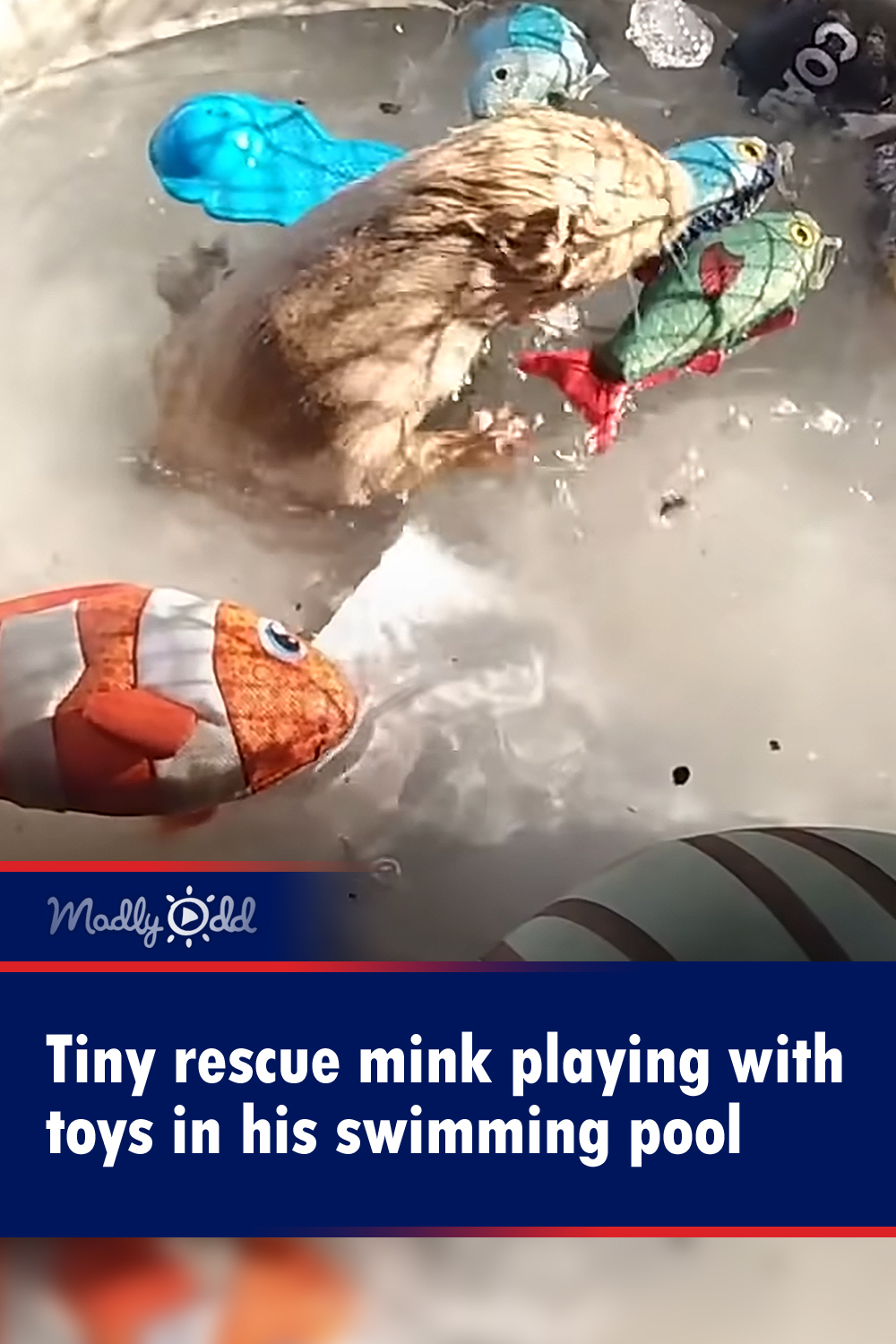 Tiny rescue mink playing with toys in his swimming pool