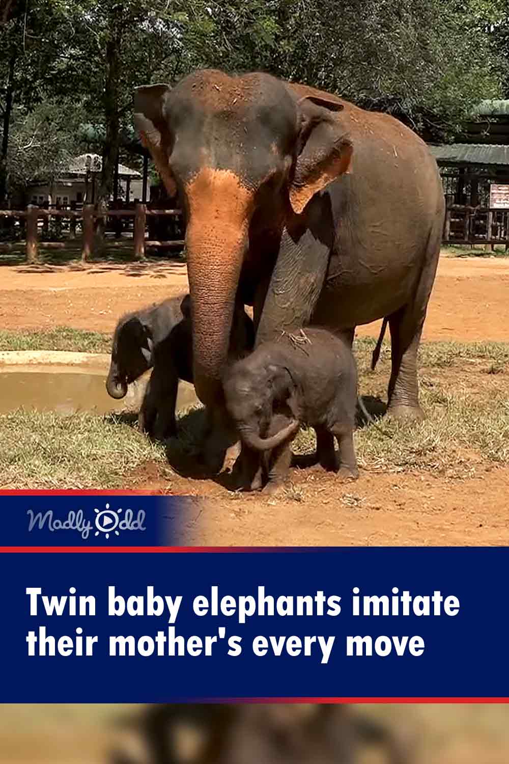 Twin baby elephants imitate their mother\'s every move