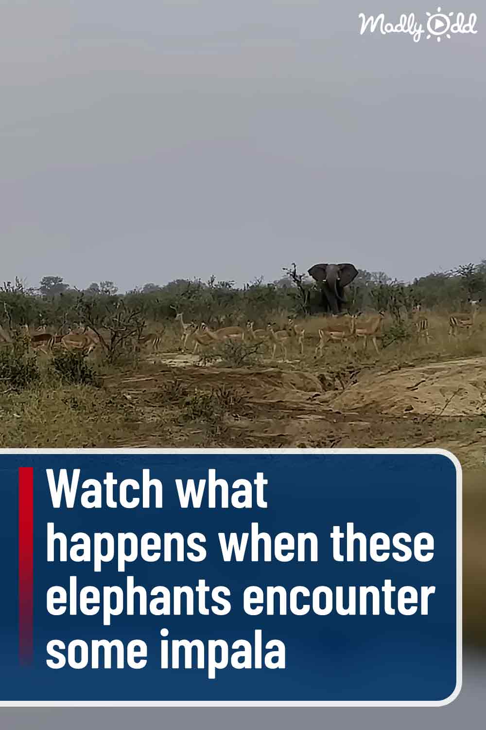Watch what happens when these elephants encounter some impala