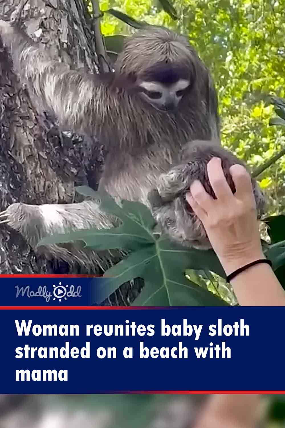 Woman reunites baby sloth stranded on a beach with mama