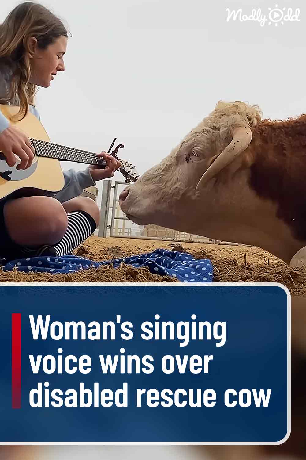 Woman\'s singing voice wins over disabled rescue cow