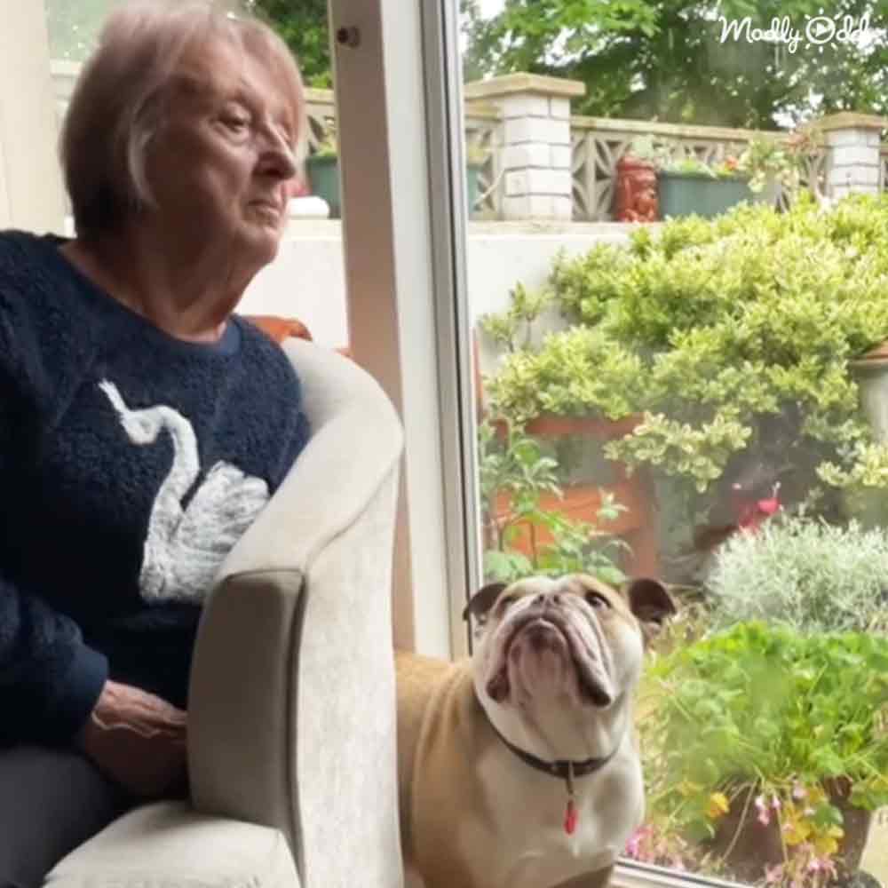 Adorable Bulldog and Grandma