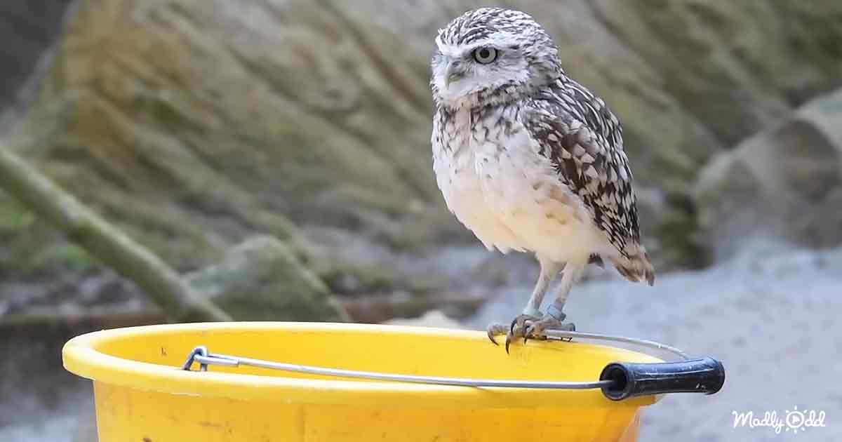 Intelligent owl