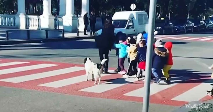 Stray pup helps kids cross the street