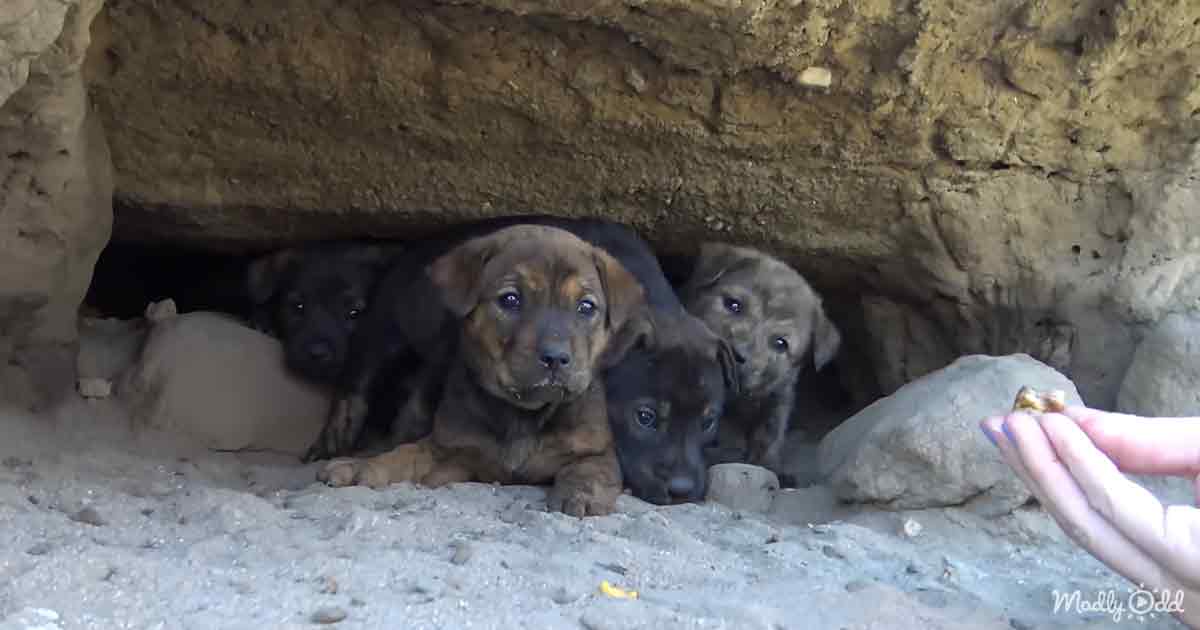 Scared puppies rescued