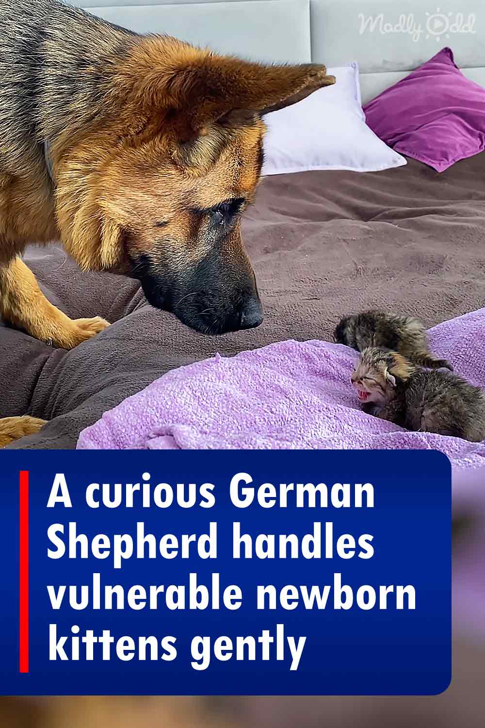 A curious German Shepherd handles vulnerable newborn kittens gently