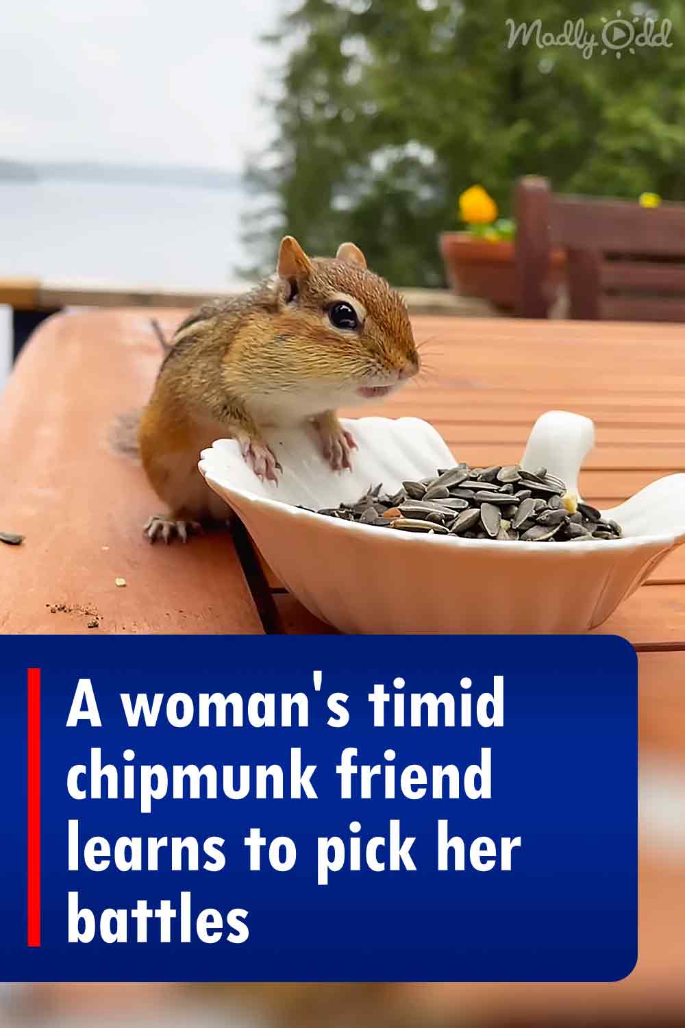 A woman\'s timid chipmunk friend learns to pick her battles