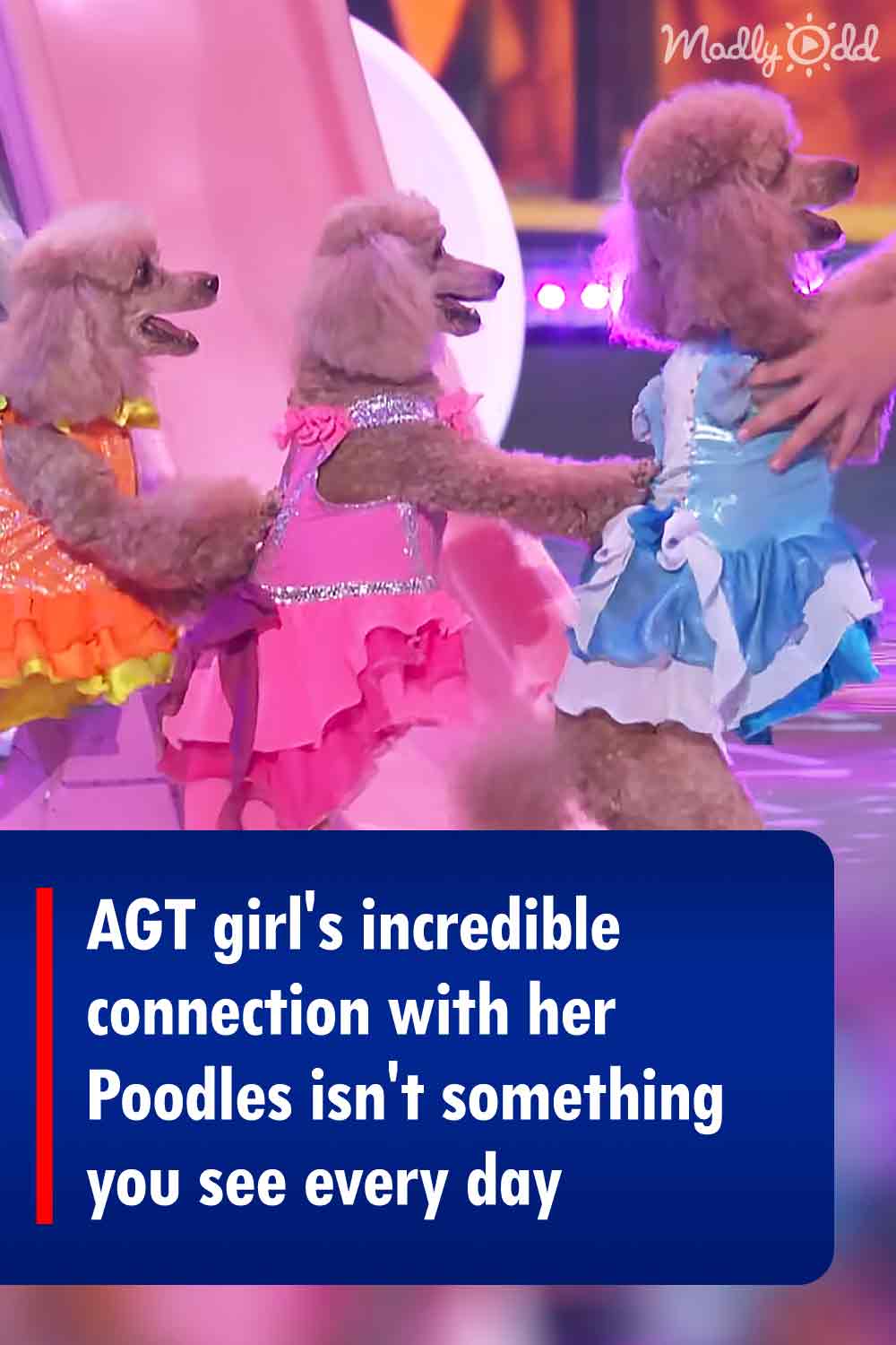 AGT girl\'s incredible connection with her Poodles isn\'t something you see every day