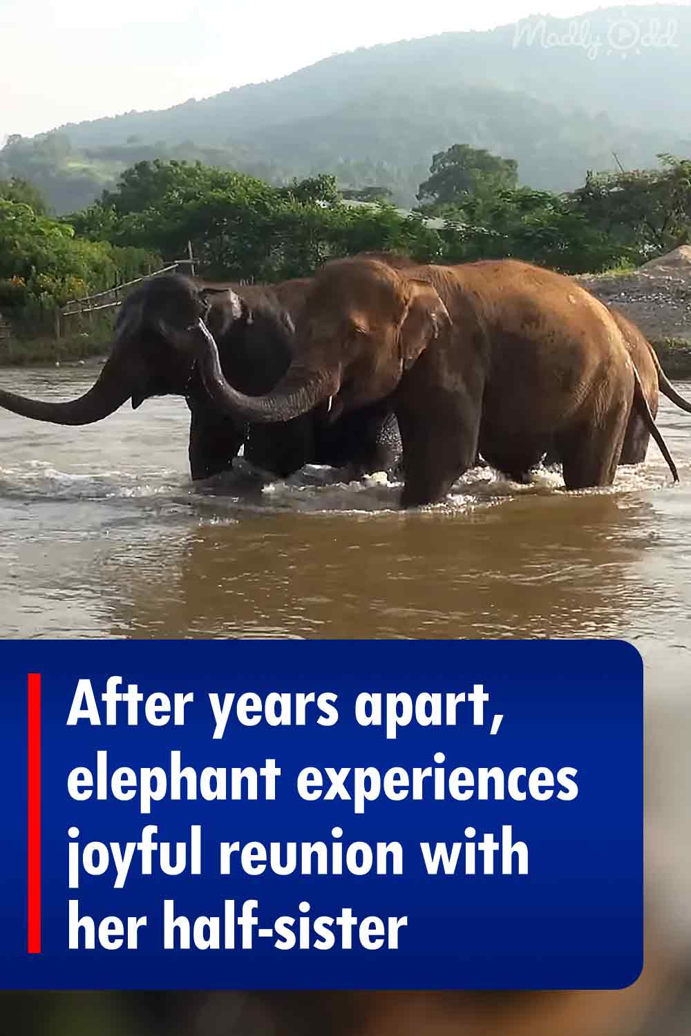 After years apart, elephant experiences joyful reunion with her half-sister