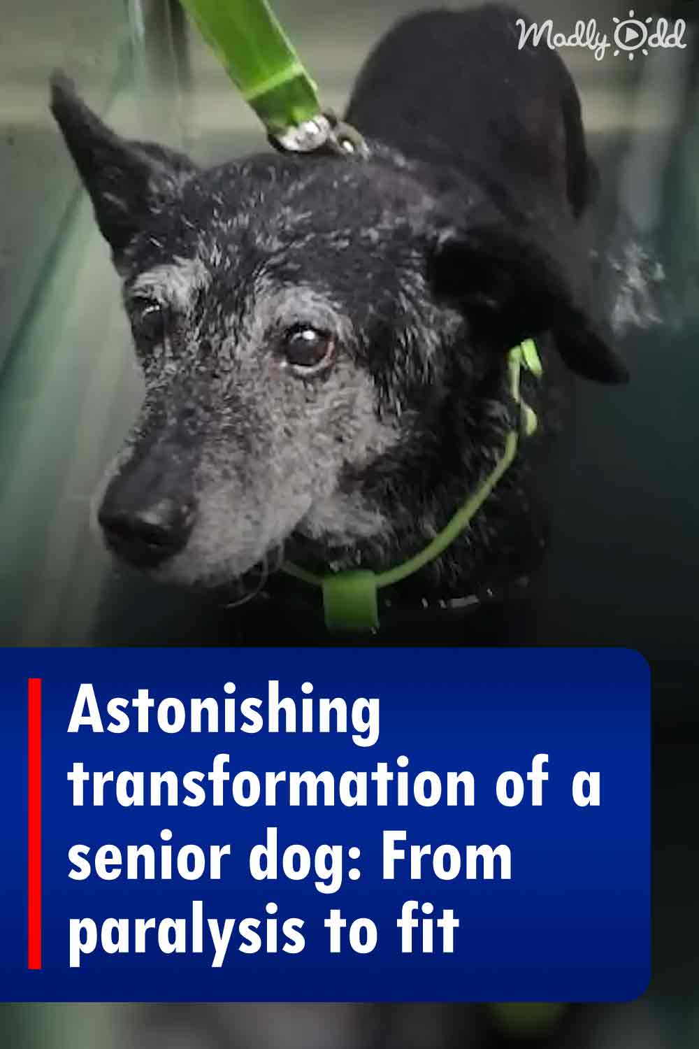 Astonishing transformation of a senior dog: From paralysis to fit