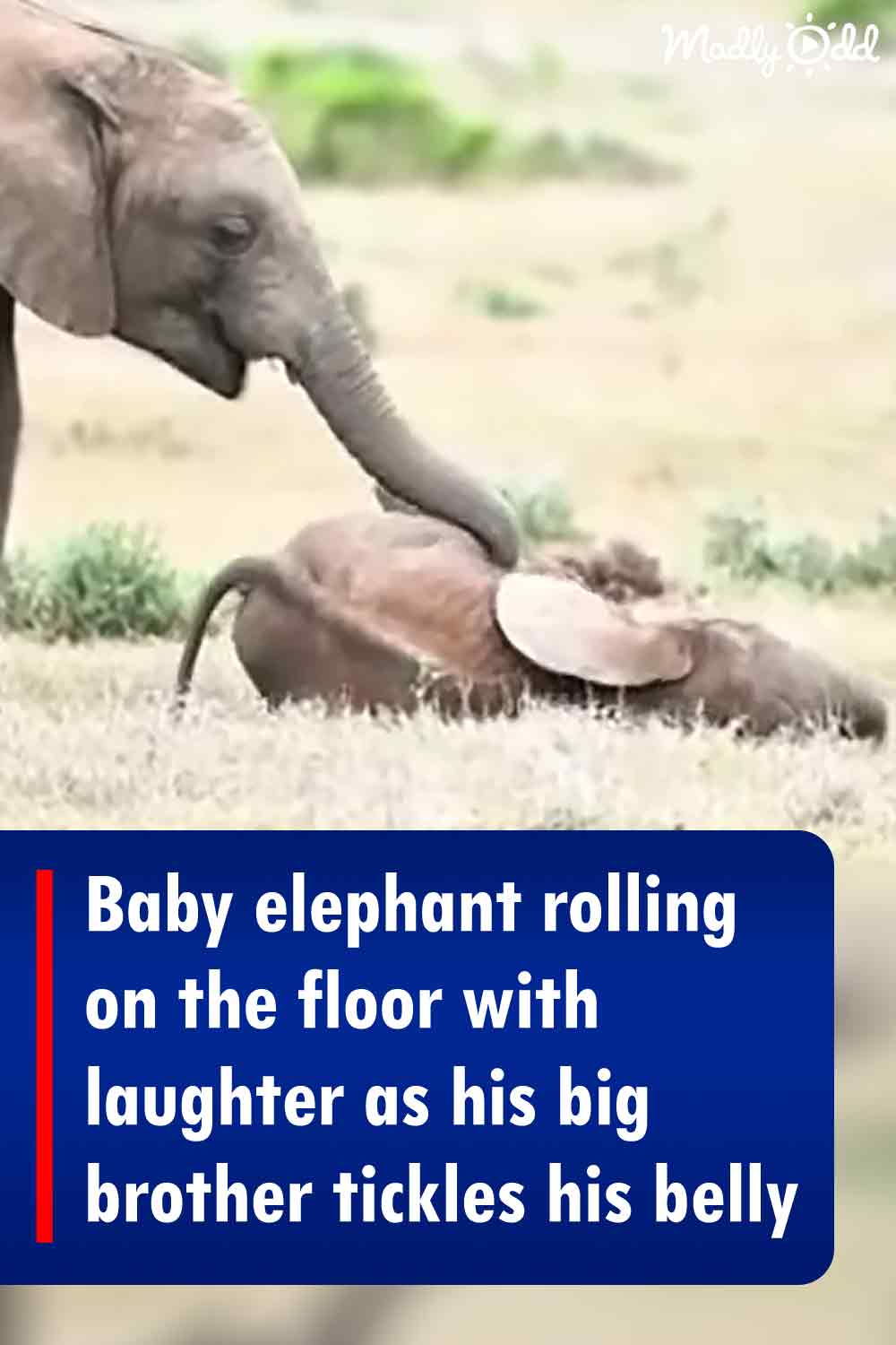 Baby elephant rolling on the floor with laughter as his big brother tickles his belly