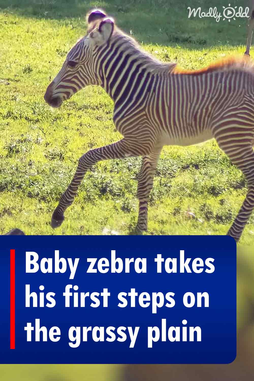 Baby zebra takes his first steps on the grassy plain