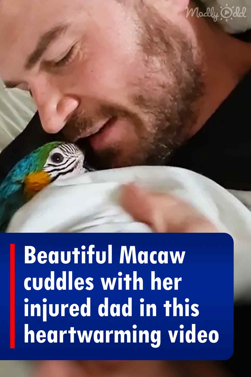 Beautiful Macaw cuddles with her injured dad in this heartwarming video