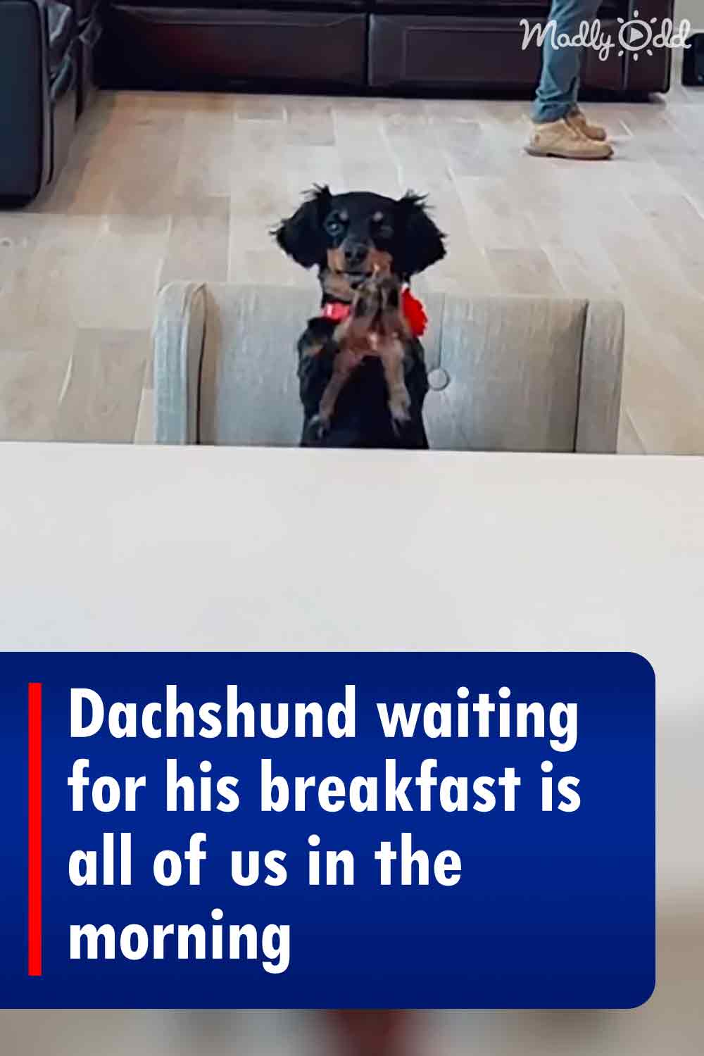 Dachshund waiting for his breakfast is all of us in the morning