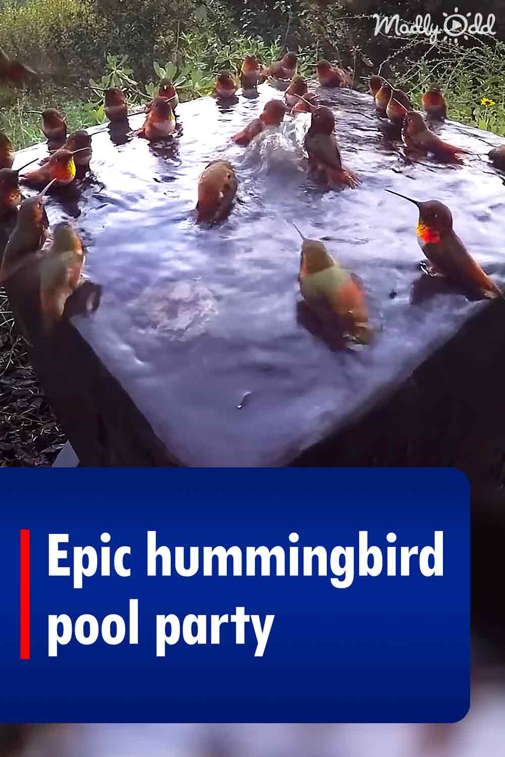 Epic hummingbird pool party