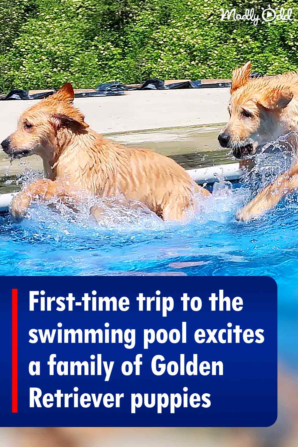First-time trip to the swimming pool excites a family of Golden Retriever puppies