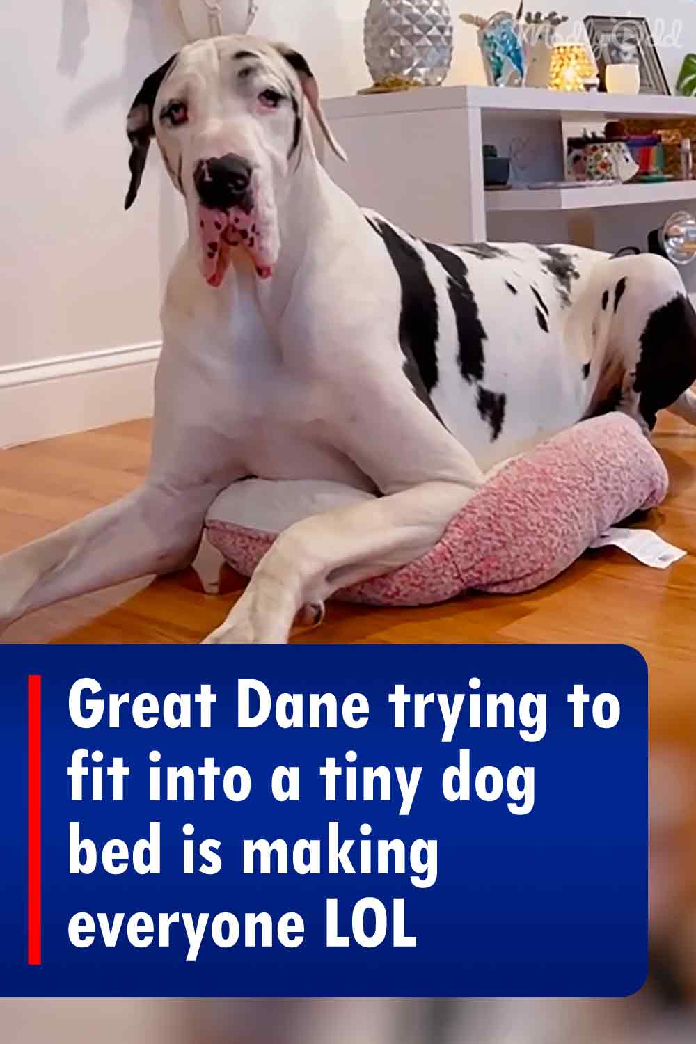 Great Dane trying to fit into a tiny dog bed is making everyone LOL