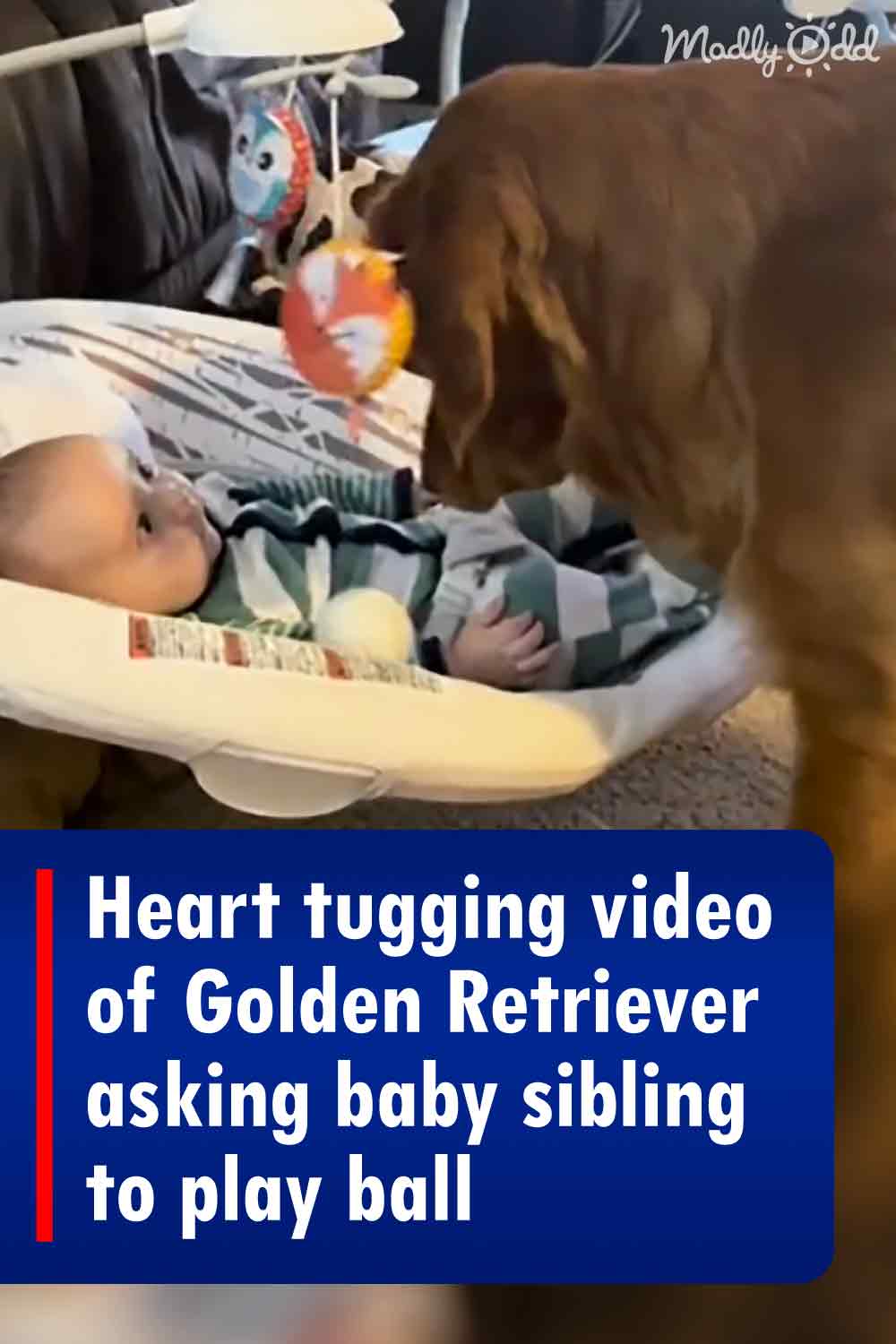 Heart tugging video of Golden Retriever asking baby sibling to play ball