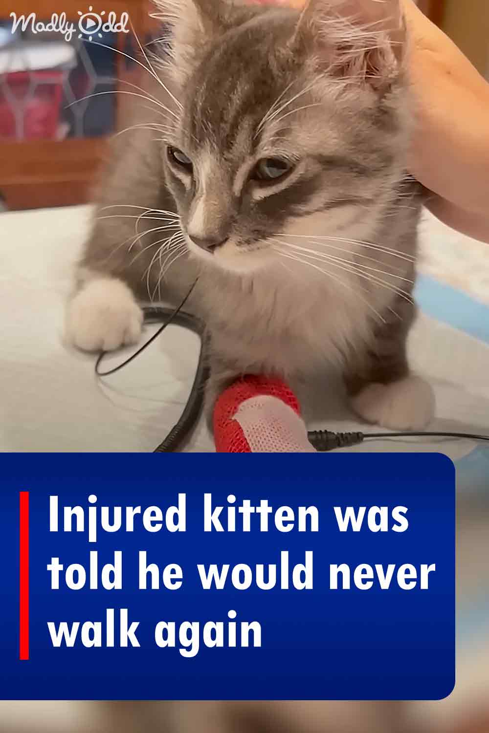 Injured kitten was told he would never walk again
