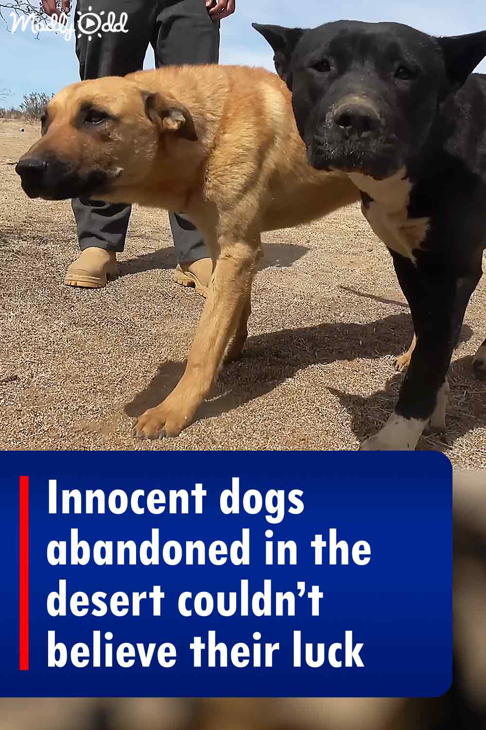 Innocent dogs abandoned in the desert couldn’t believe their luck