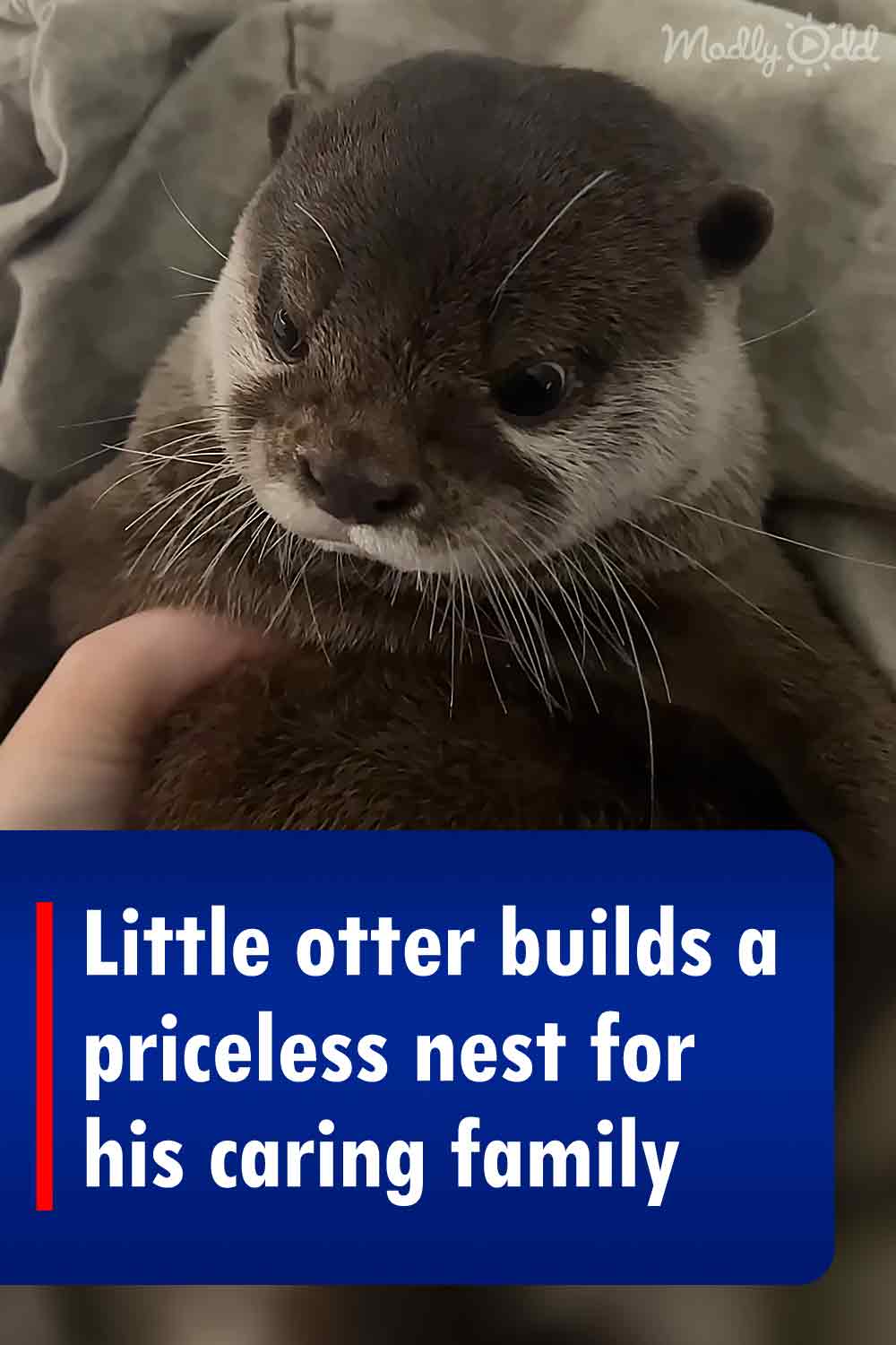 Little otter builds a priceless nest for his caring family