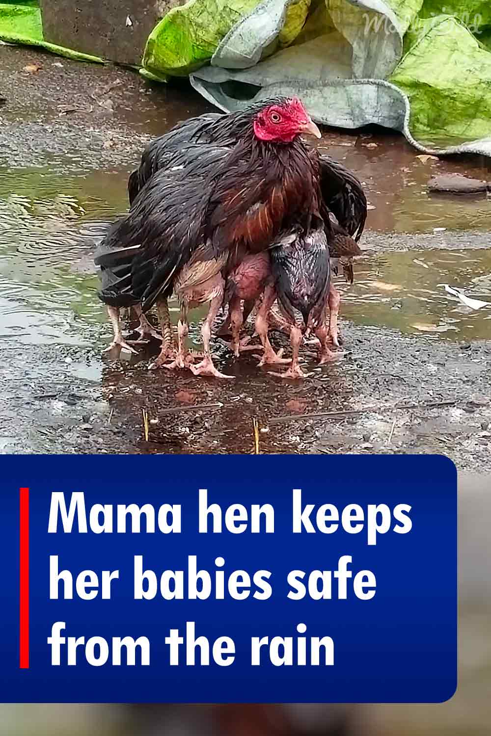 Mama hen keeps her babies safe from the rain